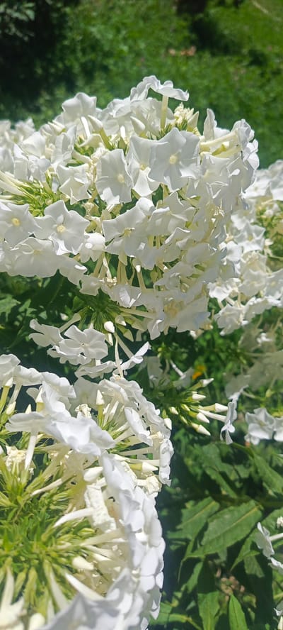 This is a close-up, vertical, outdoor photograph of a cluster of white flowers, likely phlox, in bloom. The flowers are dense and form a frothy mass, with individual blossoms exhibiting five delicate petals and a trumpet-like shape. Some buds are visible among the open flowers, hinting at ongoing blooming. The foreground is dominated by these white blooms, with the stems and green foliage of the plant providing a backdrop. The background consists of blurred green grass and some darker shadowy areas, suggesting a garden setting on a sunny day. There are no people or animals visible in the image. The location is stated to be in the city of Sanobod, Tajikistan.