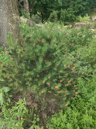 The image depicts a dense, green coniferous shrub in the foreground, likely a pine variety, characterized by its needle-like leaves and numerous small, light brown cones or developing buds. The shrub is situated in a garden setting, with its left side adjacent to the textured, gray bark of a large tree trunk. The ground beneath the shrub is covered with dark soil, interspersed with fallen leaves and other organic debris. Surrounding the shrub is a variety of other green plants, including broad-leaved foliage and smaller, leafy ground cover. In the background, more mature trees with lush green foliage are visible, along with large, moss-covered rocks. The overall environment suggests a naturalistic garden or park landscape. The location is identified as Лесной Пейзаж-2 Кп (шарапово), Russia. There are no people or discernible actions taking place in the image.