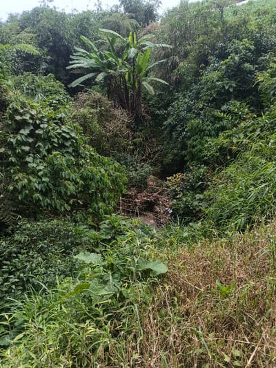The scene depicts a densely vegetated gully or ravine in Bình Hải, Vietnam, under natural daylight. The area is heavily overgrown with a variety of green foliage, including broadleaf plants, vines, and tall grasses. In the upper-mid ground, several banana trees with prominent green leaves stand amidst other dense tree cover. The foreground consists of a mixture of lush green and dried, light brown grasses and weeds. A narrow, partially obscured channel or stream bed runs through the center of the gully, appearing largely dry, with some scattered light-colored refuse visible within it. No individuals are present.