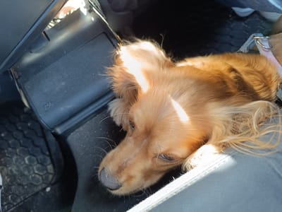 A golden Cocker Spaniel lies in the front passenger seat of a car. The dog is positioned on the seat, partially nestled between the seat and the center console. The dog is wearing a light-colored collar. The car's floor mat is visible in the background. The location is Koilovtsi, Bulgaria.