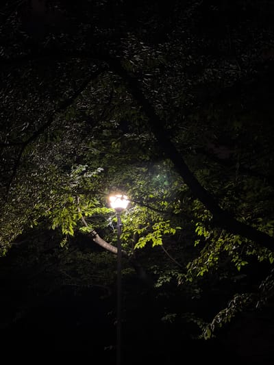 A street lamp illuminates a dense canopy of green leaves at night. The light from the lamp, which appears to be a warm, yellow hue, casts a glow on the surrounding foliage, creating a stark contrast with the dark background. The leaves are varied in shape and size, some appearing translucent due to the backlight. The branches of the trees are visible, some thick and dark, others thin and delicate. The overall impression is one of a hidden, natural space within an urban environment, likely in a park or a street lined with mature trees. There are no people or animals visible in the image. The setting is dark and quiet, suggesting a peaceful and possibly secluded atmosphere. The image was taken in Koto, Japan.