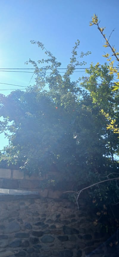 The image depicts a view from a stone wall, looking upwards towards trees against a bright blue sky. Several power lines are visible stretched across the sky. The trees are lush and green, with some branches extending upwards. The wall is constructed of rough-hewn stones of varying sizes and colors, some of which appear to be cemented together. In the foreground, the stone wall occupies the lower portion of the frame. The overall impression is an outdoor scene, possibly in a residential area of Ganja City, Azerbaijan, given the presence of trees and power lines. There are no people or animals visible in the image. The lighting suggests it is daytime, with sunlight filtering through the leaves of the trees, creating some lens flare.