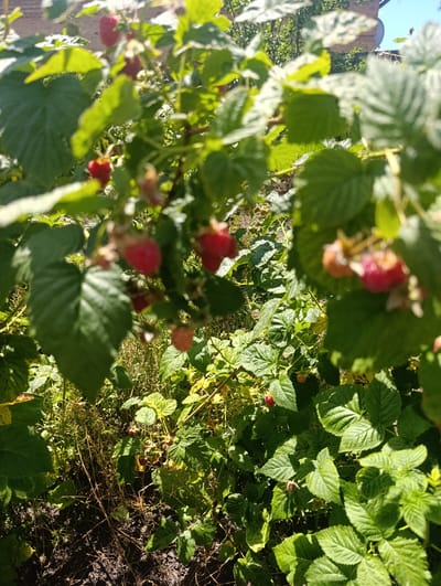 In Pokrovske, Ukraine, a close-up, eye-level shot captures a raspberry bush on a sunny day. The foreground is dominated by lush green leaves, some of which are slightly out of focus, creating a sense of depth. Several ripe raspberries, a vibrant red, are visible among the foliage, some in sharp focus and others blurred. In the background, hints of dry, brown vegetation and dark soil are present. Sunlight dapples through the leaves, creating highlights and shadows. A portion of a brick building is visible in the upper right corner, against a clear blue sky.