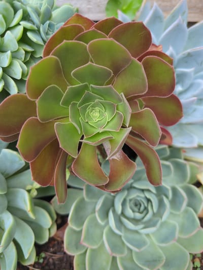 The image shows a close-up, overhead view of several succulent plants. The main focus is a large, green succulent with reddish-brown edges on its leaves, arranged in a rosette pattern. Surrounding this central plant are other succulents in various shades of green and a pale blue-green. The leaves are fleshy and arranged in geometric, spiraling patterns, characteristic of succulents. Some leaves have fine, fuzzy hairs along the edges. The background is out of focus, but appears to be natural elements like soil and possibly some wood. There are no people or animals visible in the image. The scene is likely an outdoor garden or collection of potted plants.
