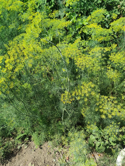 This media file is a top-down, eye-level, full-shot photograph of a dense patch of dill plants in bloom. The dill is characterized by its feathery green leaves and numerous small, yellow, umbrella-shaped flower clusters. The plants are growing in a garden bed, with dark soil visible at the bottom of the frame. Some larger, darker green leaves, possibly from a different plant, are interspersed among the dill. The scene is outdoors, with bright sunlight suggesting a clear day. The overall impression is one of natural growth and abundance in a garden setting. There is no visible text in the image. The location context is Ternovka, Moldova.