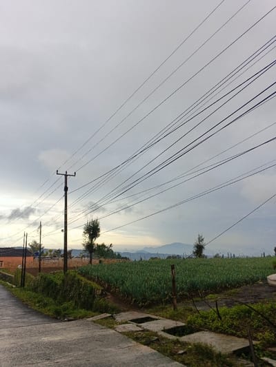 The scene depicts a rural landscape in Sindangjaya, Indonesia, under an overcast sky. In the foreground, a grey concrete road or path extends from the lower-left, turning slightly right and leading to a section of concrete slabs covering a drainage ditch. To the left, a partially visible building with a reddish-brown roof is situated beyond a smaller utility pole. Dominating the left-center midground is a tall, dark wooden utility pole with multiple black electrical or communication wires extending diagonally upwards and across the upper right quadrant of the image.
To the right of the main utility pole, a large agricultural field occupies the midground, covered with rows of uniformly green, upright crops, likely a type of onion or leafy vegetable. The field is bordered by a rudimentary fence consisting of dark wooden posts and thin wires. Two distinct, dark green trees with conical shapes are visible, one positioned behind the main utility pole and another further right within the cultivated area. In the distant background, a range of hazy blue-grey mountains is discernible beneath the low-hanging clouds. No individuals or active interactions are present in the frame. The overall environment appears calm and agricultural, transitioning towards a distant natural mountainous backdrop, with local infrastructure integrated.