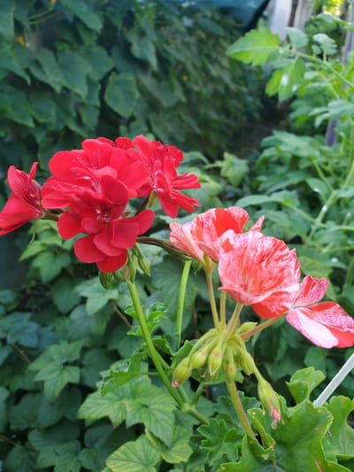 The image shows a close-up view of flowering geranium plants with red and white-pink variegated petals. The red geranium is in the foreground on the left, with its cluster of blossoms partially obscuring a variegated geranium on the right. The background consists of blurred green foliage, suggesting an outdoor garden setting. The scene is likely located in the city of Chornomors'ke, Ukraine, given the context provided. There are no people or specific actions depicted. The environment is that of a garden with dense green leaves surrounding the blooming flowers.
