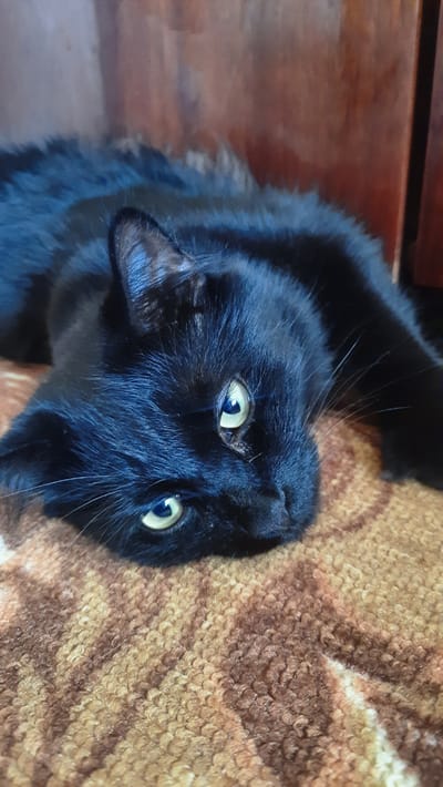 A black cat is lying on its back, with its head tilted and looking up at the camera. The cat has bright green eyes and long white whiskers. It is lying on a brown and orange textured surface, possibly a blanket or rug. In the background, there is a wooden surface. The lighting suggests it is daytime, possibly indoors. The cat appears alert and possibly playful or curious. The image is oriented vertically, with the cat's body extending from the bottom left corner upwards and to the right. The cat's fur is dense and appears soft. The textured surface has a pattern of alternating brown and orange wavy lines. There is no visible text in the image. The location context is Smarhon, Belarus.
