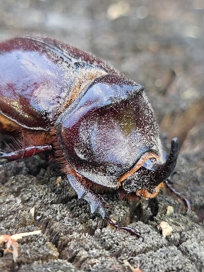 This is a macro photograph of a rhinoceros beetle clinging to a textured wooden surface. The beetle is dark brown with a prominent horn protruding from its head, and its body is covered in a fine dusting of lighter-colored particles, possibly sand or pollen. The texture of the wood is rough and uneven, with deep grooves and ridges that provide a stark contrast to the beetle's smooth, glossy exoskeleton. The lighting appears to be natural, casting subtle highlights and shadows on the beetle's shell and the wood. The background is blurred, suggesting a shallow depth of field that focuses attention squarely on the insect and its immediate surroundings. The overall impression is one of an intimate encounter with a creature in its natural habitat. The location context of Zolotonosha, Ukraine, places this image within a specific geographical and ecological setting.