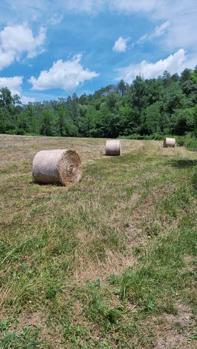 A vertical shot captures three large, cylindrical hay bales scattered across a mowed, dry, grassy field. The largest bale is prominently positioned in the foreground on the left. Behind it, two smaller bales are visible in the middle ground, spaced apart. A dense, green forest covers the hilly background, with a bright blue sky dotted with fluffy white clouds overhead. The scene is devoid of human presence. The provided geotag indicates the location is in Montagut i Oix, Spain.