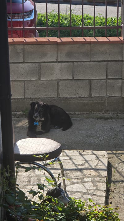 This image depicts an outdoor scene in Rudnik, Bulgaria, under direct sunlight, focused on a black dog resting in a paved area near a concrete block wall.
In the upper portion of the image, the front section of a red car is visible above a dark brown metal fence. The car's headlight and grill are discernible, and it appears to be on a paved road. Beyond the car and below the fence, green vegetation grows.
A gray concrete block wall, topped with a reddish-brown coping, spans the mid-ground. Cast shadows from the fence's vertical bars are visible on the coping.
To the left of the image, a dark vertical support pole extends downwards. Adjacent to this pole and resting on a gray concrete surface is a black dog. The dog exhibits patches of white and gray fur on its face and chest, suggesting age. It wears a light blue, butterfly-shaped identification tag around its neck and is looking towards the left side of the frame.
In the lower left foreground, a section of a chair is visible, featuring a dark padded seat with a quilted diamond pattern and chrome-colored legs. Green leafy plants with multiple buds are present in the immediate foreground, partially obscuring the ground and objects behind them. Partially hidden by these plants and beneath the chair's legs, the head of a husky dog statue, characterized by black and white markings and blue eyes, is visible. The ground in the lower right foreground consists of irregularly shaped, light-colored paving stones. Strong sunlight creates sharp, distinct shadows across the ground, paving, wall, and chair, including grid-like shadows from the fence.
