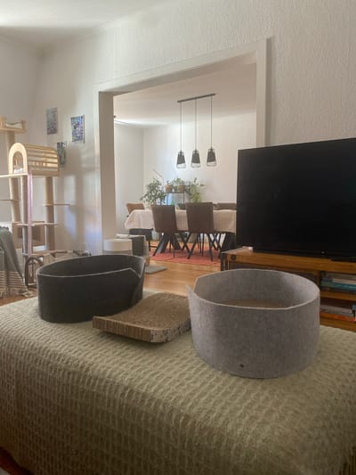 This is a photograph of an indoor living space, likely a living room, with a view into a dining area. The photograph is taken from a low angle, focusing on the foreground where two felt cat beds and a cardboard scratching pad are placed on a textured, light green throw blanket covering a piece of furniture. To the left, a multi-level cat tree made of light wood and rope is visible, adorned with a pink ribbon. In the background, through an open doorway, a dining table is set with a white tablecloth, surrounded by chairs. The dining area features multiple pendant lights hanging from the ceiling and several potted plants. A large flat-screen television is mounted on a wooden media console to the right of the frame, with books stacked on the shelves below. The overall environment appears to be a well-lit, residential setting. There are no people visible in the image. This scene is located in Hildesheim, Germany.