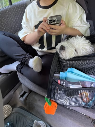 A young person wearing a white t-shirt with black lettering and black leggings sits in a vehicle, holding a smartphone. Next to them, a small white dog with curly fur sleeps in a black mesh carrier. The carrier contains blue folded items and a black and white package with Russian text. An orange plush toy with a green stem hangs from the carrier. The vehicle interior is visible, including a gray car seat and the floor with a ribbed mat. The scene appears to be within the city of Burdakovka, Russia.