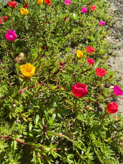 In a sunlit garden bed located in Kushchovskaya, Russia, a dense cluster of vibrant purslane flowers blooms. The ground is a mix of sandy soil and small pebbles, bathed in the bright daylight. The purslane plants exhibit a sprawling growth habit, with numerous green, succulent leaves and slender, reddish stems. Scattered amongst the foliage are a variety of colorful flowers: bright fuchsia, sunny yellow, and deep red. Many buds are also visible, hinting at future blooms. The scene is a close-up, low-angle shot, capturing the intricate details of the flowers and their surrounding greenery.