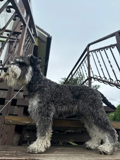 A miniature schnauzer stands on a wooden deck, facing left. The dog has a salt-and-pepper coat with a white beard and eyebrows. It is standing on wooden steps and a deck, with a dark metal railing to its left and above. In the background, a house is visible, as is a cloudy sky. The image was taken in Lapės, Lithuania.