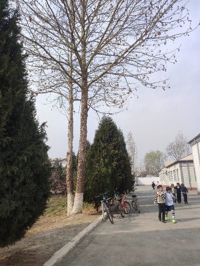 This image depicts an outdoor scene in Rishtan, Uzbekistan, characterized by a paved pathway bordered by various trees and a building. On the left, a tall, dense evergreen tree, possibly a cypress, dominates the foreground. Centrally, two tall, slender deciduous trees, appearing to be bare-branched with some sparse brown leaves/seed pods, stand prominently; their lower trunks are whitewashed. To the right of these trees, another line of conical evergreen trees, similar in appearance to the one on the far left, borders the paved path.

On the paved surface, a group of approximately six to eight children is visible in the mid-ground. Two boys are in the foreground, walking abreast. The boy on the left wears a horizontally striped long-sleeved shirt and dark pants, while the boy on the right wears a light blue long-sleeved shirt, dark shorts over lighter pants, and bright green athletic footwear/socks. They appear to be interacting, possibly with one arm around the other's shoulder. Further down the path, other children in dark clothing walk away from the viewer.

Adjacent to the line of evergreen trees and the path, three bicycles are parked upright, leaning against the trees. One is black, one red, and another appears dark-colored. To the far right, a long, single-story building with a light-colored facade, featuring vertical pilaster-like elements and a dark roofline, extends into the background. The sky is overcast and appears hazy or cloudy. The ground to the left of the path is a dirt or sparse grassy area.