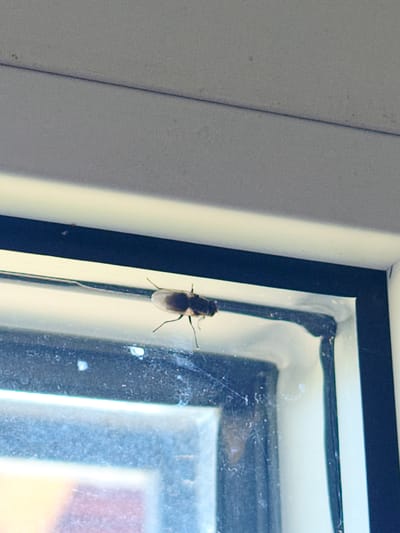 A fly is perched on a window pane in a residential setting, possibly an apartment or house. The fly is dark-colored with translucent wings. The window frame is black and white. The background is blurred, showing the interior of a room. The overall scene suggests a common occurrence of an insect indoors, a mundane observation within a home in Kyviškės, Lithuania.