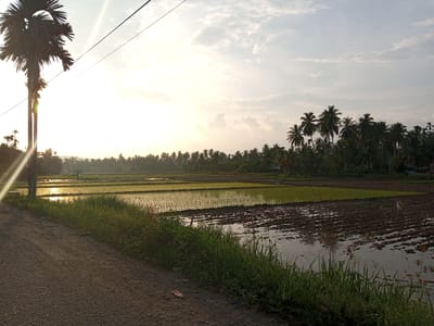 The image depicts a rural landscape at dusk in Blang Mee, Indonesia. In the foreground, a dirt road runs along the left side, bordered by tall, green grass. Beyond the road, irrigated rice fields are visible, with one section appearing freshly tilled and muddy, and another section showing young, green rice shoots. Coconut trees and other foliage form a dense line in the middle ground, stretching across the horizon. The sky above is partly cloudy, with the setting sun casting a warm glow and creating lens flares on the left side of the image, illuminating a tall palm tree. A power line stretches across the upper portion of the frame. No people are clearly visible.