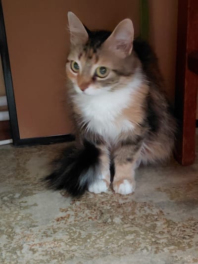 The image shows a calico cat with long fur sitting on a textured floor. The cat is facing to the left and looking slightly upwards, with its green eyes open. Its fur is a mix of white, orange, and black patches. The cat has white paws with some orange markings. The background consists of a brown surface on the left, possibly a wall or furniture, and a dark wooden object on the right, likely a chair leg. The floor appears to be made of concrete or linoleum with a speckled pattern of light and dark colors. There are no people or explicit indications of the city of Melioratyvne, Ukraine in the image.