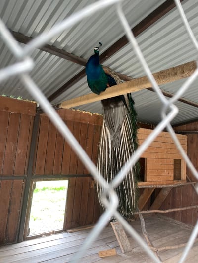 The image depicts a vibrant peacock resting within an enclosed structure, likely an aviary or shelter. The peacock, with its striking iridescent blue head and neck plumage, is perched on a thick, rope-wrapped horizontal beam. Its long tail feathers, a mix of grey, black, and green, hang downwards.
The enclosure features a corrugated metal ceiling supported by dark beams, while the walls and floor are constructed from wooden planks. In one of the wooden walls, a square opening allows ample natural light to flood the space, indicating it is daytime. The foreground is partially obscured by out-of-focus white metal fencing or grates, suggesting the photograph was taken from outside the enclosure looking in. There is a multi-tiered wooden structure in the background, possibly a nesting box or additional perching area. No human subjects or visible text are present. The setting appears functional and rustic, providing a sheltered environment for the bird.