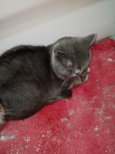 An indoor scene in Madinaty, Egypt, depicts a grey shorthair cat resting on a red textured mat. The cat's body is oriented diagonally across the frame, with its head lowered and resting on its front paws. Its eyes are partially closed, with one visible amber eye. The red mat surface is covered with scattered small white granular debris and several greyish-white clumps of fur. A plain white wall forms the background.