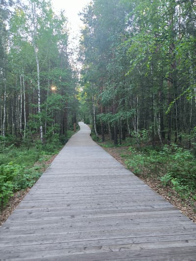 An elevated wooden boardwalk winds through a forest with a dense canopy of green trees. The boardwalk is constructed of weathered gray wooden planks laid horizontally. The trees are a mix of deciduous and coniferous species, with the dappled sunlight filtering through the leaves. The undergrowth is lush with green foliage. The boardwalk appears to be well-maintained and is empty. The scene is peaceful and natural, suggesting a park or nature reserve. The location is identified as the "Forest Trail" in Barsovo, Russia.