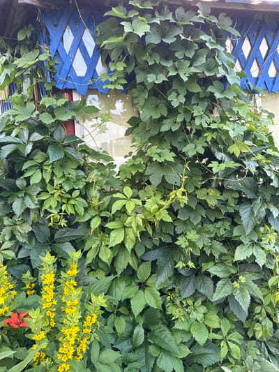 The media file displays a close-up, overhead view of dense green foliage intertwined with a bright blue lattice structure. The leaves are varied in shape and size, with some appearing large and lobed, while others are smaller and more pointed. Among the green, a vibrant display of small yellow flowers adds a splash of color, and a single bright red flower is also visible. The blue lattice, painted wood with a diamond pattern, is positioned on the left side of the frame, partially obscured by the plants. The background suggests an outdoor setting, possibly a garden or yard, with hints of a structure or wall behind the plants and lattice. Reflections in what appears to be a window or glass surface are visible behind the lattice, showing a light, possibly overcast sky. The scene is well-lit, suggesting daylight, and the abundance of green and the blooming flowers indicate a season of growth, likely spring or summer. There is no visible text in the media file. The overall impression is one of a lush, overgrown natural scene integrated with man-made elements.