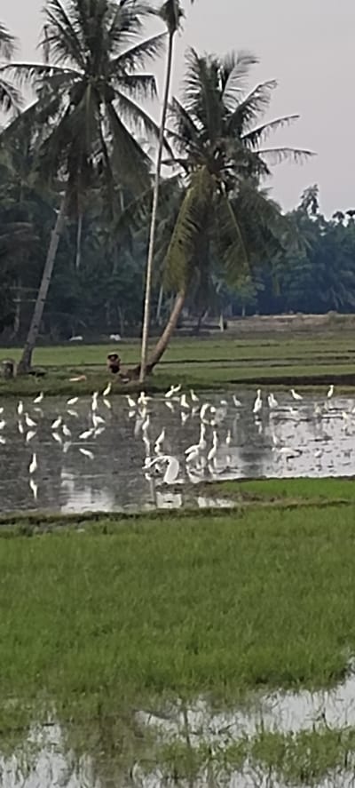 The image depicts a rural scene in Blangmajron, Indonesia. A body of shallow water, likely a flooded rice paddy, dominates the lower half of the frame, reflecting the overcast sky. A large flock of white birds, possibly egrets, are scattered across the water and the muddy banks, with some wading, others standing, and a few in flight. In the background, several tall palm trees with green fronds are visible, one leaning significantly over the scene. Between the palm trees, a line of darker green foliage suggests a dense treeline. In the mid-ground, near the base of the leaning palm tree, a dark figure, possibly a person, is partially visible, sitting or crouching. The surrounding area is covered in lush green grass, suggesting agricultural fields.