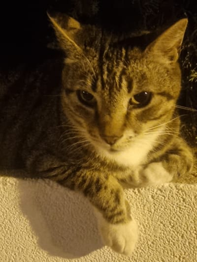 A close-up, eye-level shot captures a tabby cat resting on a textured, light-colored surface, possibly a wall or ledge. The cat is positioned from the chest up, with its head turned slightly towards the viewer. Its fur is a mix of brown and black stripes, with a white chest and paws. The cat's eyes are open and dark, looking directly ahead. The background is dark and out of focus, suggesting an evening or nighttime setting. The lighting is warm and directional, illuminating the cat's face and creating a shadow on the surface below. This scene is located in Aguamarina-sector A1, Spain.
