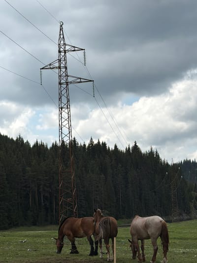 The image depicts a peaceful, rural landscape in Tsigov Chark, Bulgaria, under an overcast sky. In the foreground and mid-ground, a vibrant green meadow stretches across the frame. Two horses are visible on the right side of the meadow. One, a lighter-colored horse (possibly grey or light brown), stands with its back largely to the viewer. To its right and slightly closer, a darker brown horse with a flowing mane and tail is visible, appearing to be grazing or standing calmly.
A prominent feature of the scene is a tall, metal electricity pylon, positioned on the left side, with power lines extending diagonally across the sky. Behind the meadow and horses, a dense, dark green coniferous forest creates a rugged backdrop, suggesting a mountainous or hilly terrain. The sky above is largely covered in clouds, with some lighter patches indicating diffuse daylight. The overall impression is one of a serene natural environment, subtly integrated with human infrastructure, likely captured during daytime with soft, cloudy light. No visible text is present in the image.