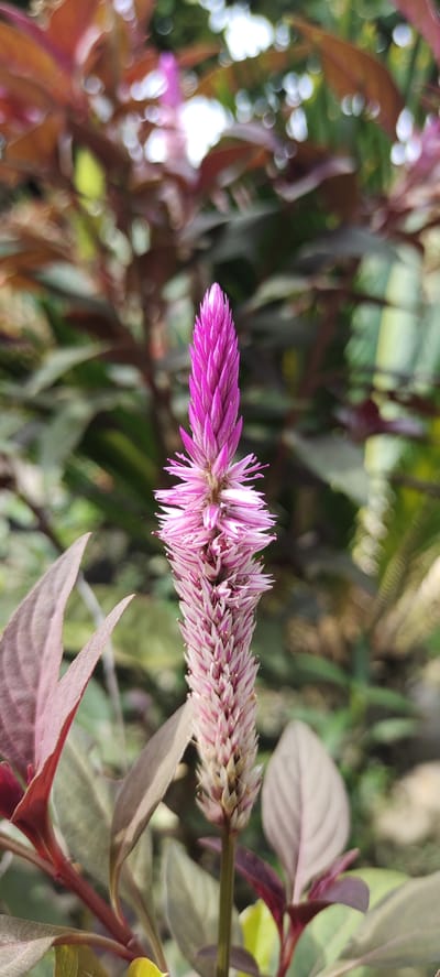 A close-up, eye-level shot focuses on a vibrant pink flower spike, resembling a miniature cattail, set against a softly blurred background of green and reddish foliage. The flower is elongated, with individual florets densely packed, creating a textured, feathery appearance that transitions from a deep magenta at the tip to lighter pink and white towards the base. Delicate, wispy petals radiate outwards from the lower portion of the spike. Surrounding the flower are large, ovate leaves, some displaying a deep reddish-purple hue, while others are a muted green. The overall impression is of a detailed botanical study, highlighting the intricate beauty of the bloom and its natural surroundings. The image is devoid of any human presence or discernible urban elements, suggesting a natural or garden setting within Langnibong, Indonesia.