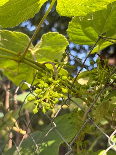 This is a close-up, eye-level outdoor shot of unripe green grapes on a vine, positioned in front of a wire fence. The subjects are the grape clusters, some of which are small and tightly packed, while others are larger and more spread out. There are also several large, vibrant green grape leaves visible. The fence, made of galvanized wire mesh, is a prominent object in the foreground, with some of the wire twisted and intertwined.
The scene appears to be a garden or vineyard in Zubov, Russia. The lighting suggests it is daytime, likely late afternoon due to the warm, directional sunlight casting shadows and highlighting the texture of the leaves and grapes. The background is softly blurred, showing glimpses of more greenery and out-of-focus circular light reflections, possibly from the sun filtering through leaves. The overall mood is one of natural growth and anticipation, as the grapes are still developing. There is no visible text in the image.