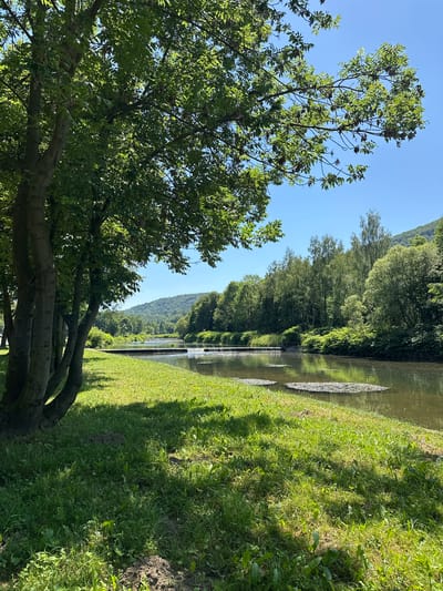 A vertical, sunlit image captures a peaceful waterside scene under a clear blue sky. In the foreground, the thick, gnarled branches of a large deciduous tree with lush green leaves stretch diagonally across the frame from the left. Beyond the tree, a body of water, likely a canal or river, flows gently, reflecting the surrounding greenery and sky.
The water's edge is bordered by a verdant, sun-drenched grassy bank. The grass is a vibrant green, dotted with patches of darker soil and a few scattered plants. Shadows from the trees and unseen objects are cast across the grass, indicating the time of day is likely late morning or early afternoon. In the background, a dense wall of trees lines the opposite bank of the water, creating a natural, verdant barrier that extends towards a distant, softly rounded hill covered in more trees. The overall impression is one of serene natural beauty, evoking feelings of calm and tranquility. The setting appears to be a park or natural reserve. There is no visible text.