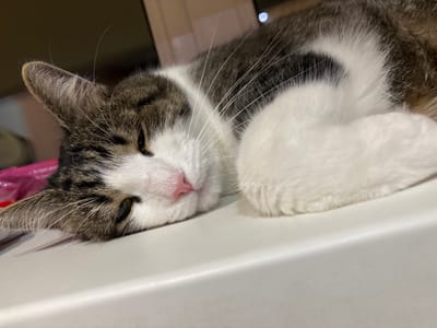 A tabby and white cat is lying on a white surface. The cat is facing right, with its head resting on the surface. Its eyes are partially closed, and its nose is pink. The cat's fur is a mix of brown, black, and white. The background is blurred, but appears to be a room with some pink objects. The image was taken indoors.