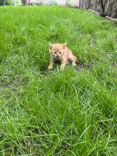 An orange kitten is observed vocalizing in a grassy area in Daskal-Atanasovo, Bulgaria. The small ginger-furred kitten is positioned centrally, facing slightly left from the viewer, in a low, crouched stance. Its mouth is wide open, revealing pink gums and undeveloped teeth, suggesting a meow, cry, or hiss. The kitten has prominent blue-grey eyes and a pink nose. It is surrounded by lush, green, somewhat unkempt grass that varies in length and density, with patches of dark, moist earth visible between the blades, particularly in the foreground. In the upper right background, a weathered wooden fence or wall, appearing to be constructed from vertically stacked logs or rough planks, is partially visible, supported by a concrete curb or base. The upper left background shows blurred green foliage, likely trees or bushes, under natural, diffused lighting. No other subjects or interactions are present.