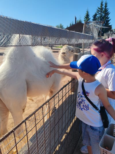 This is a medium shot taken outdoors on a sunny day. In the foreground, a young boy wearing a white sleeveless shirt with blue graffiti-style lettering and light denim shorts, along with a blue and white baseball cap, is reaching his hand out towards a camel. Next to him, a young girl with pink-dyed hair pulled into a ponytail, wearing a white t-shirt, is also touching the camel. The camel, which is white and fluffy, is standing behind a metal fence. The background shows a sandy enclosure, a wooden building with a chimney, and tall evergreen trees. The scene appears to be at a zoo or animal sanctuary in the city of Lukaši, Russia.