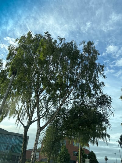 The image depicts a view looking upwards towards a bright, cloudy sky with patches of blue, over trees and modern buildings in Stafford, United Kingdom. Two tall trees, likely birch trees due to their distinctive white bark, dominate the foreground. The tree on the left is considerably thinner than the one on the right, which has a more robust trunk and fuller foliage. Power lines are visible stretching across the upper portion of the frame, suspended from a wooden pole on the left.
In the background, two buildings are visible. The building on the left features a large glass facade with a curved design, suggesting it is a contemporary office or commercial building. The building on the right is constructed of red brick and also appears to be a modern structure with multiple windows. The overall impression is one of an urban environment with a blend of natural elements and modern architecture. The lighting suggests it is daytime, possibly late afternoon given the angle of the sun casting highlights and shadows. No people are clearly visible in the image, but the presence of power lines and streetlights (one visible on the far right) indicates a public or commercial area.