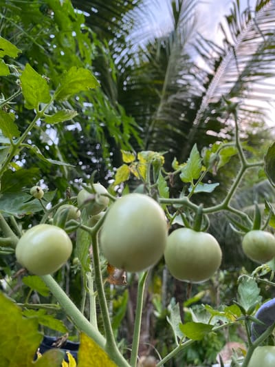 This media file depicts a close-up, low-angle view of several unripe green tomatoes growing on a vine. The tomatoes are smooth and round, with a light green hue. They are clustered along a sturdy, green stem, which is covered in fine, fuzzy hairs. Lush green leaves, some of which are serrated, surround the tomatoes, adding to the verdant scene. The background is a blur of foliage, suggesting a garden or natural setting. In the upper left of the frame, blurred palm fronds are visible, hinting at a tropical environment. The lighting suggests it could be daytime, with soft light filtering through the leaves. The focus is primarily on the tomatoes and the vine, with the background out of focus. There is no visible text in the media file. The overall impression is one of natural growth and the early stages of fruit development in a warm, possibly humid climate, consistent with a location like Blangkabu, Indonesia.