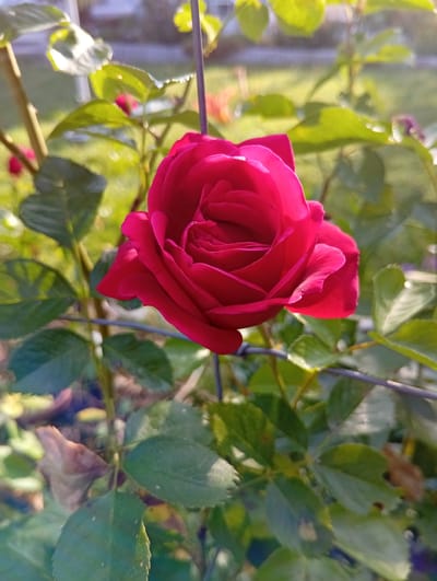 A close-up, eye-level, vertical shot captures a vibrant red rose in bloom, its petals unfurling in soft focus. The rose is positioned slightly off-center to the right, with its delicate curves and velvety texture prominently displayed. Surrounding the rose is lush, green foliage, also rendered with a soft, blurred effect, creating a bokeh background that emphasizes the sharpness of the flower. A thin, dark wire runs horizontally across the lower half of the frame, hinting at the rose's presence in a garden or a cultivated outdoor space. The lighting suggests it is daytime, with sunlight casting a gentle glow on the rose's petals and leaves. The background is a diffuse wash of greens and soft, muted colors, indicating an outdoor setting with natural light. There is no indication of any specific location within the city of Zofingen, Switzerland, based solely on the visual information presented in the image.