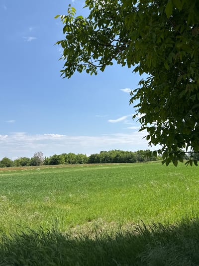 A landscape image shows a green field occupying the right half of the frame, bordered by a line of trees in the mid-ground. Tall grass, possibly a weed or different type of vegetation, lines the very right edge of the field. A bright blue sky with scattered clouds fills the left half of the image, partially obscured by a large leafy tree branch in the upper left corner. There are no visible people or animals.
The location cannot be verified to be Dragor, Bulgaria without additional information.