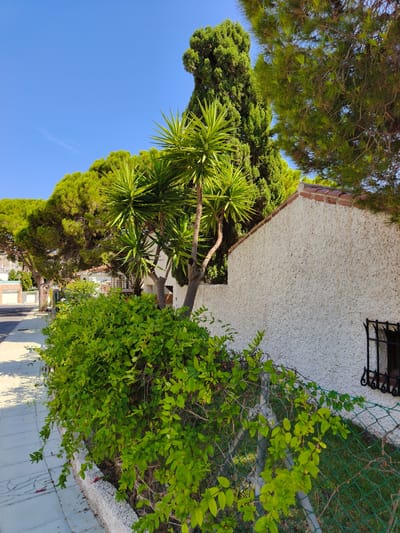 This is a photograph of a residential street in Dehesa de Campoamor, Spain. The scene captures a section of a white, stucco wall of a building, topped with a terracotta tile roof. A small, barred window is visible on the wall. In front of the wall, a lush green hedge grows along a wire fence. Beyond the hedge, a sidewalk is visible, paved with light-colored tiles, with a road running alongside it. Various trees, including a tall cypress, a yucca plant, and a large pine tree, are present, creating a Mediterranean atmosphere. The sky is clear and blue. There are no people or animals visible in the frame.