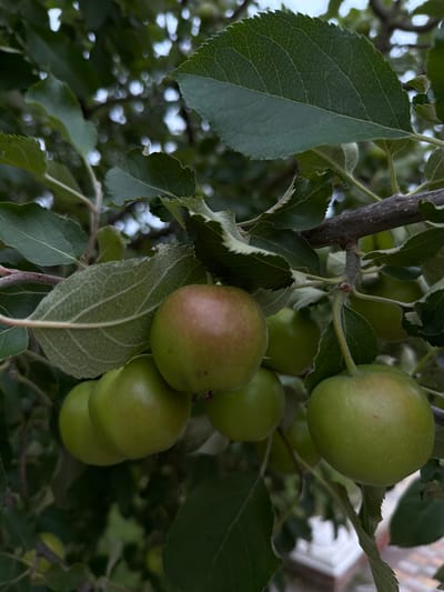 A close-up, vertical shot captures a cluster of small, green apples on a tree branch in an outdoor setting. The apples are predominantly green, with one exhibiting a reddish blush on its upper surface. The leaves of the tree are a deep green, some showing visible veins. The background is blurred, suggesting a shallow depth of field, with hints of other foliage and a distant, out-of-focus white structure that might be part of a building. The lighting appears to be natural daylight, casting subtle shadows. The image does not contain any people or specific identifiable landmarks within the city of Дорожный, Russia.