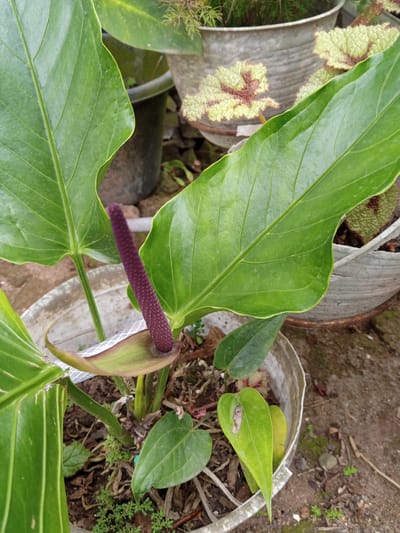 A close-up shot in Palohigeuh, Indonesia, features a potted Anthurium plant with large, green leaves and a purple spadix. The plant is in a weathered, light-colored plastic pot, surrounded by other potted plants and bare earth. Small, green plants grow around the base of the Anthurium. A light-colored hose is visible near the base of the flower.