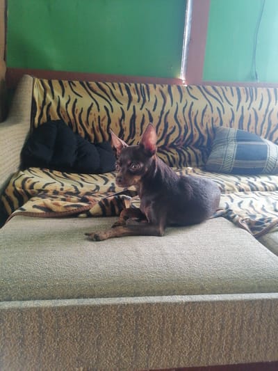 A small, dark brown dog is lying on a sofa with a tiger-print blanket. The dog is looking to the left of the frame. Behind the dog, there is a black pillow and a patterned pillow. The sofa is light brown and has a textured fabric. The background of the image shows a green wall. The scene appears to be indoors, in a residential setting, likely in the city of Novopokrovka, Russia, given the context provided.