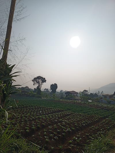The image depicts a rural landscape, likely in Bellanneoya, Sri Lanka, during daylight. The foreground is dominated by a cultivated field with rows of young plants, appearing to be vegetables, growing in dark soil. Tall grasses and a portion of a bamboo stalk are visible on the left side of the frame, framing the cultivated area. In the mid-ground, there is a larger field of mature green crops, possibly cabbage or lettuce, stretching towards a cluster of trees and a building with a red roof. Further in the background, several other structures, including what appears to be a telecommunications tower, are visible amidst rolling hills. The sun is a bright, hazy orb in the pale sky, suggesting either early morning or late afternoon light. The overall impression is one of agricultural activity and a tranquil, natural environment. No people are visible in the frame.