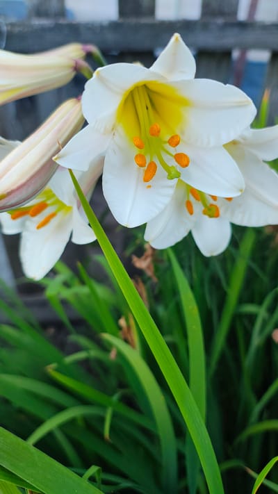 This media file is a close-up photograph of white lilies with yellow centers and bright orange stamens. The flowers are in focus, with their delicate white petals and vibrant stamen clearly visible. In the background, out-of-focus green lily leaves create a lush, natural setting. A hint of a wooden structure, possibly a fence or bench, is visible in the upper left corner, suggesting an outdoor garden or park location. The lighting suggests it is daytime, with natural light illuminating the flowers. The overall mood is peaceful and serene, highlighting the beauty of nature. There is no visible text in the image. The location context is Zhytomyr, Ukraine.