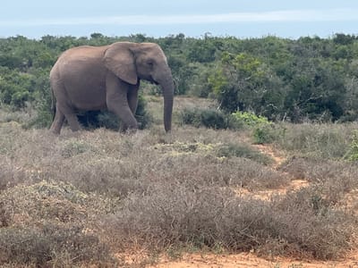 An adult African elephant, light grey-brown, walks from left to right across a dry, scrubland environment within the Sundays River Valley Local Municipality, South Africa. The elephant's head faces right with its trunk slightly lowered, and its left front leg is lifted mid-stride. The foreground consists of reddish-brown sandy soil interspersed with low, sparse, dry, grey-green and brown bushes and scrub. The midground and background feature denser bushveld and thicket with varying shades of green foliage. A hazy, light blue-grey sky with a faint horizon line, possibly indicating a distant body of water, caps the scene. No other animals or humans are visible.