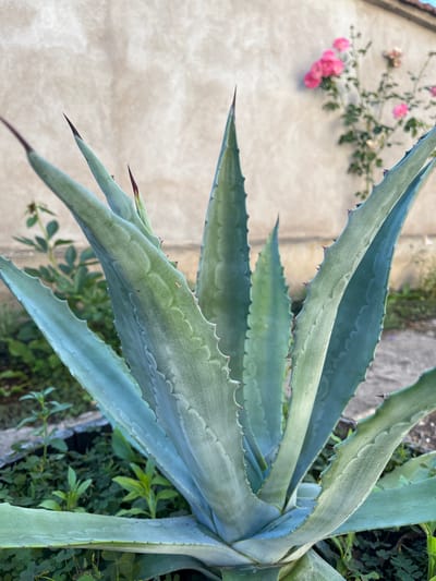 This media file features a close-up, vertical shot of the thick, fleshy leaves of an agave plant. The leaves are a pale blue-green color and are edged with sharp, reddish-brown thorns. The plant is positioned in the foreground, with its large leaves dominating the frame. In the background, a light-colored, textured wall is visible, possibly a building facade. To the left of the wall, a sprig of small pink flowers on a green stem is out of focus, suggesting a soft, natural setting. The overall lighting indicates it might be daytime, with natural light illuminating the scene. The image does not contain any visible text. The location context of Golemo Babino, Bulgaria, implies an outdoor, possibly rural or garden setting. The focus is clearly on the botanical subject, highlighting the texture and form of the agave leaves.