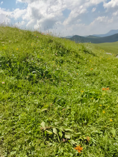 The image shows a lush, green meadow dotted with small yellow and orange flowers, set against a backdrop of rolling hills under a partly cloudy sky. The foreground is dominated by the dense grass and flora, with some larger leaves visible at the bottom. The middle ground features a gentle slope leading into the distance, where more hills are visible, fading into a hazy blue. The sky is a mix of blue and white clouds. The scene appears to be a natural landscape, likely a pasture or undeveloped area. There are no people or man-made structures explicitly visible. This description is based solely on the visual content of the image.