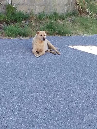 A tan dog is lying on an asphalt surface. The dog is facing to the right of the image, with its head turned slightly towards the camera. Its front paws are crossed, and its back legs are extended behind it. The dog appears relaxed and comfortable. The asphalt surface is dark gray and has a coarse texture. In the background, there is a low wall made of concrete blocks, and beyond the wall, there is green vegetation. There is also a bright white stripe on the asphalt to the right of the dog, which could be a lane marker or a patch of sunlight. The overall scene is one of a dog resting outdoors. The image is identified as being taken in the city of Valle Castellana, Italy.